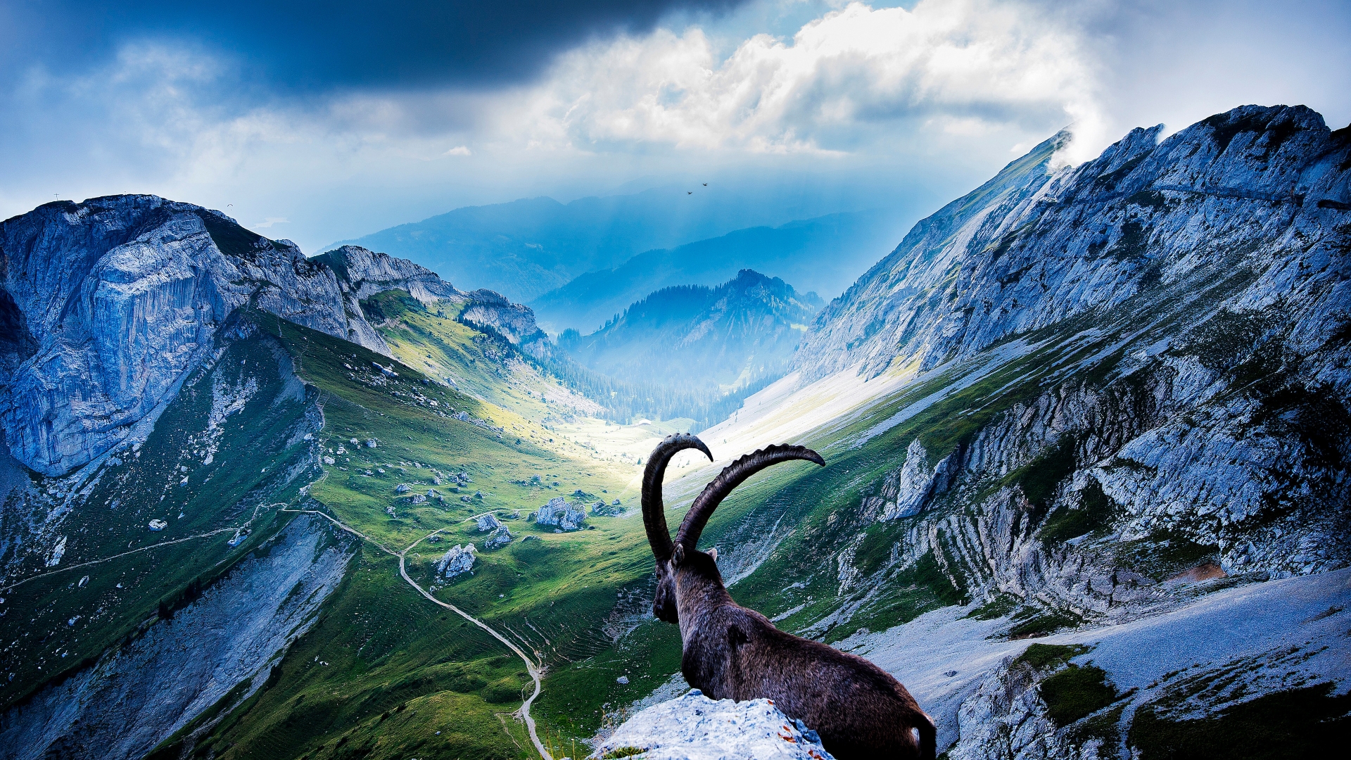 Goat at Mount Pilatus for 1920 x 1080 HDTV 1080p resolution
