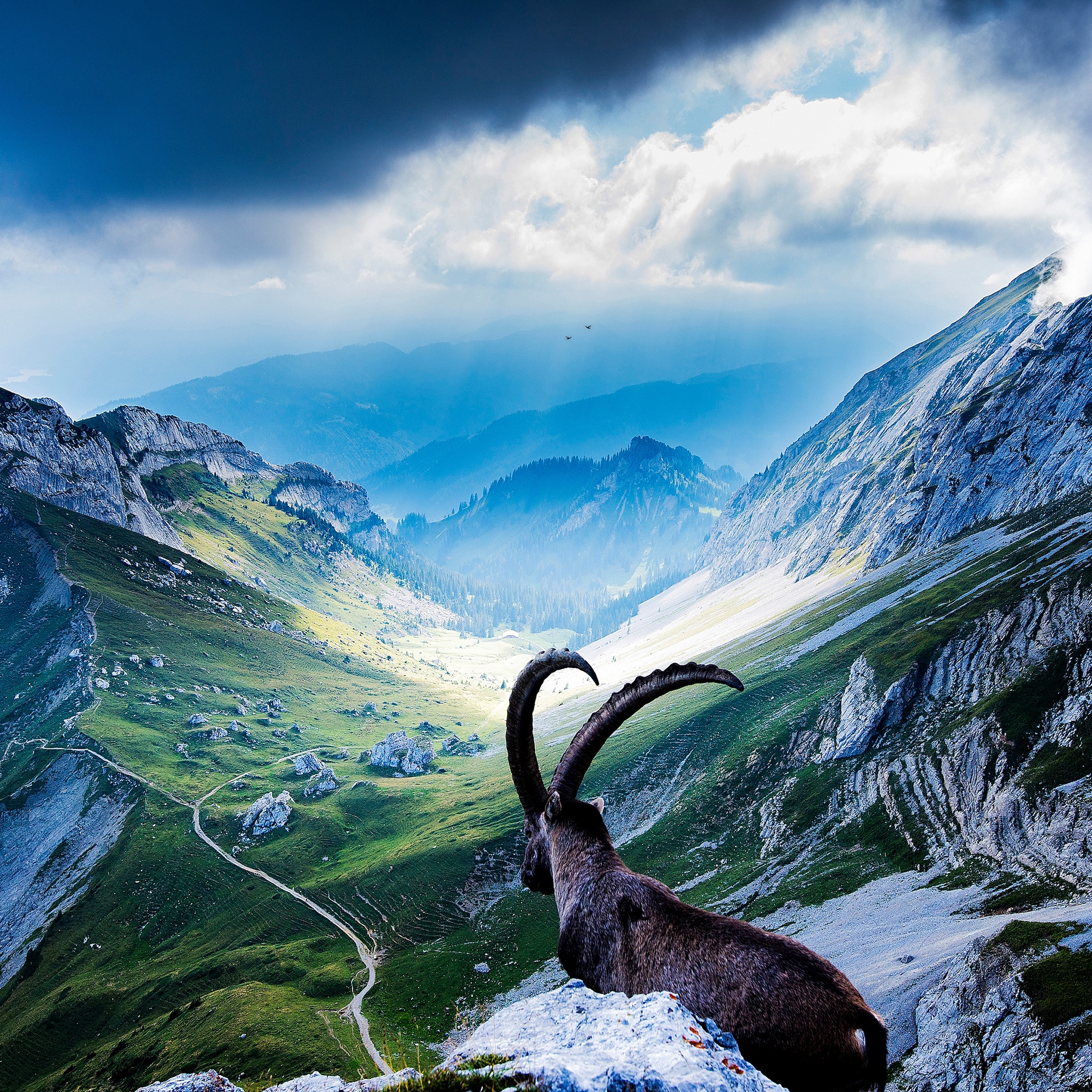 Goat at Mount Pilatus for 2048 x 2048 New iPad resolution