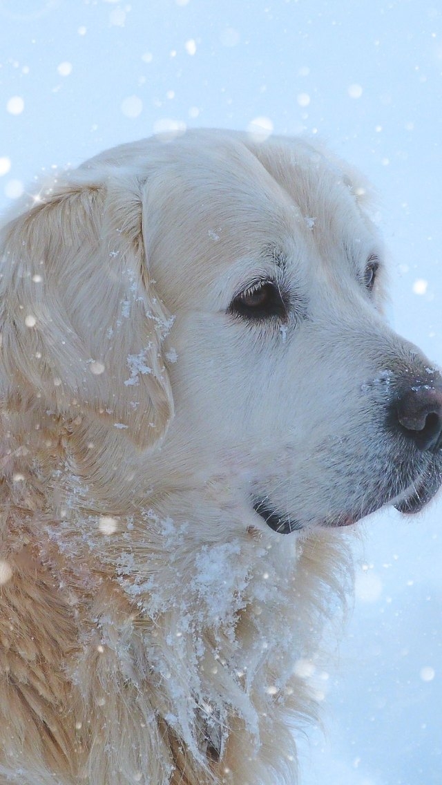 Golden Retriever Snowing for 640 x 1136 iPhone 5 resolution