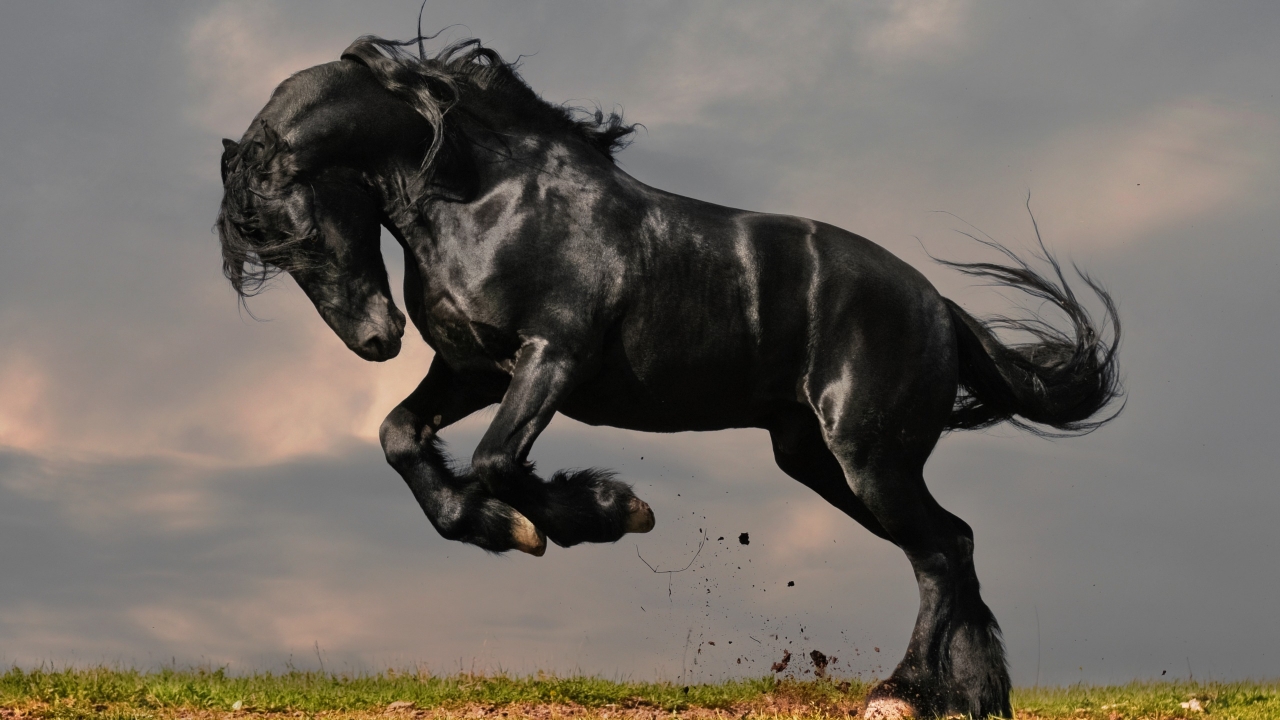 Gorgeous Black Horse for 1280 x 720 HDTV 720p resolution