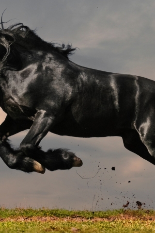 Gorgeous Black Horse for 320 x 480 iPhone resolution