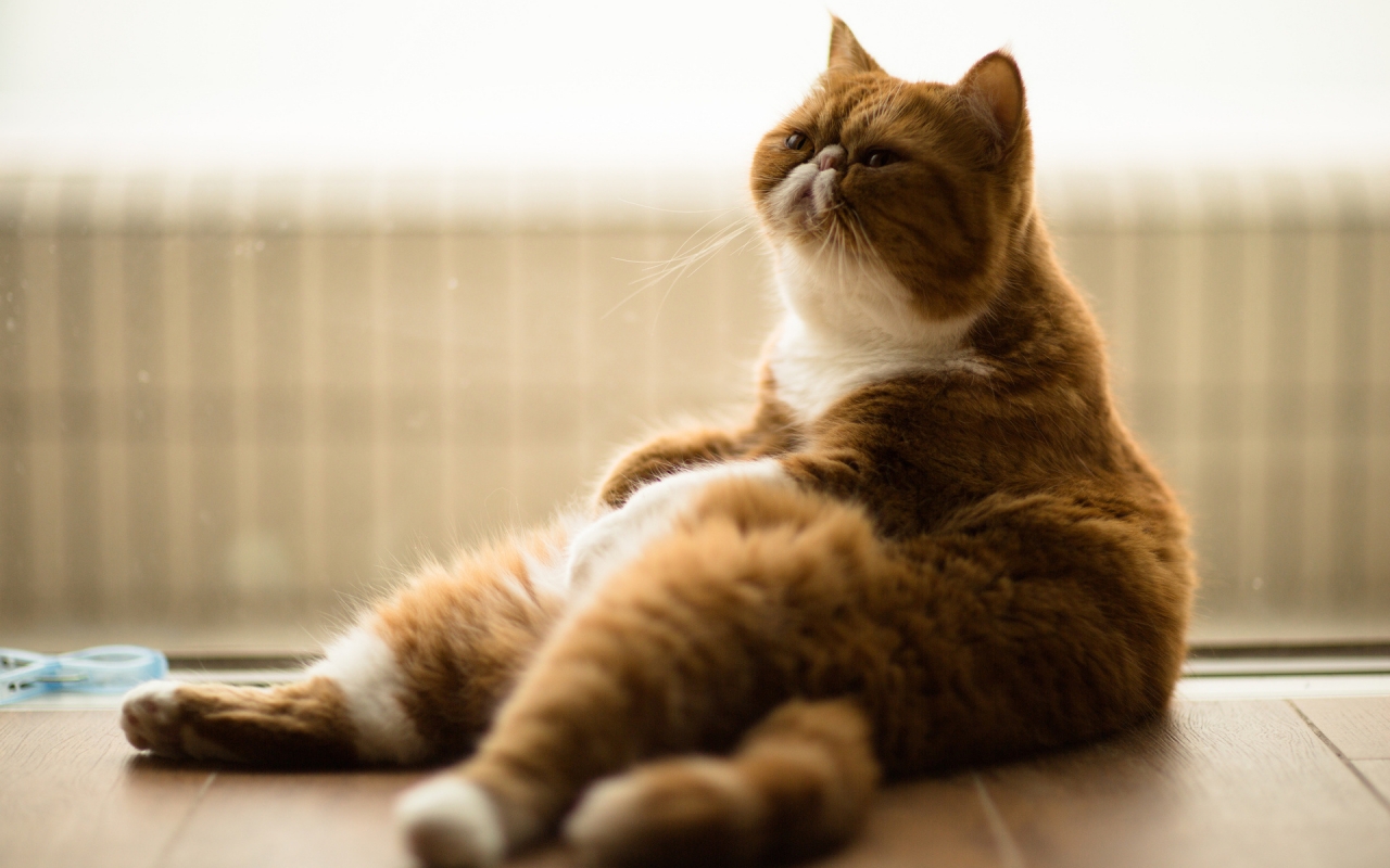 Gorgeous Exotic Shorthair Cat for 1280 x 800 widescreen resolution