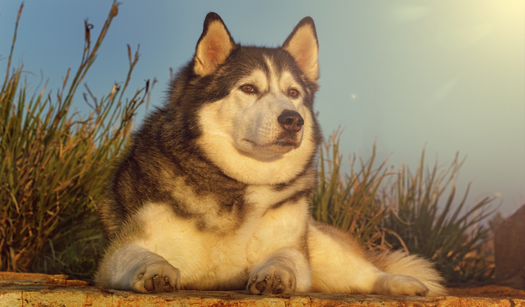 Gorgeous Husky for 1024 x 600 widescreen resolution