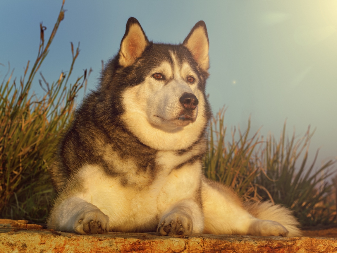 Gorgeous Husky for 1152 x 864 resolution