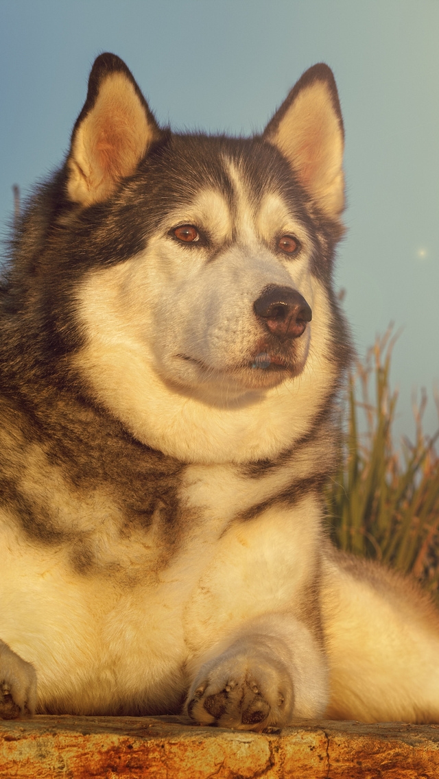 Gorgeous Husky for 640 x 1136 iPhone 5 resolution