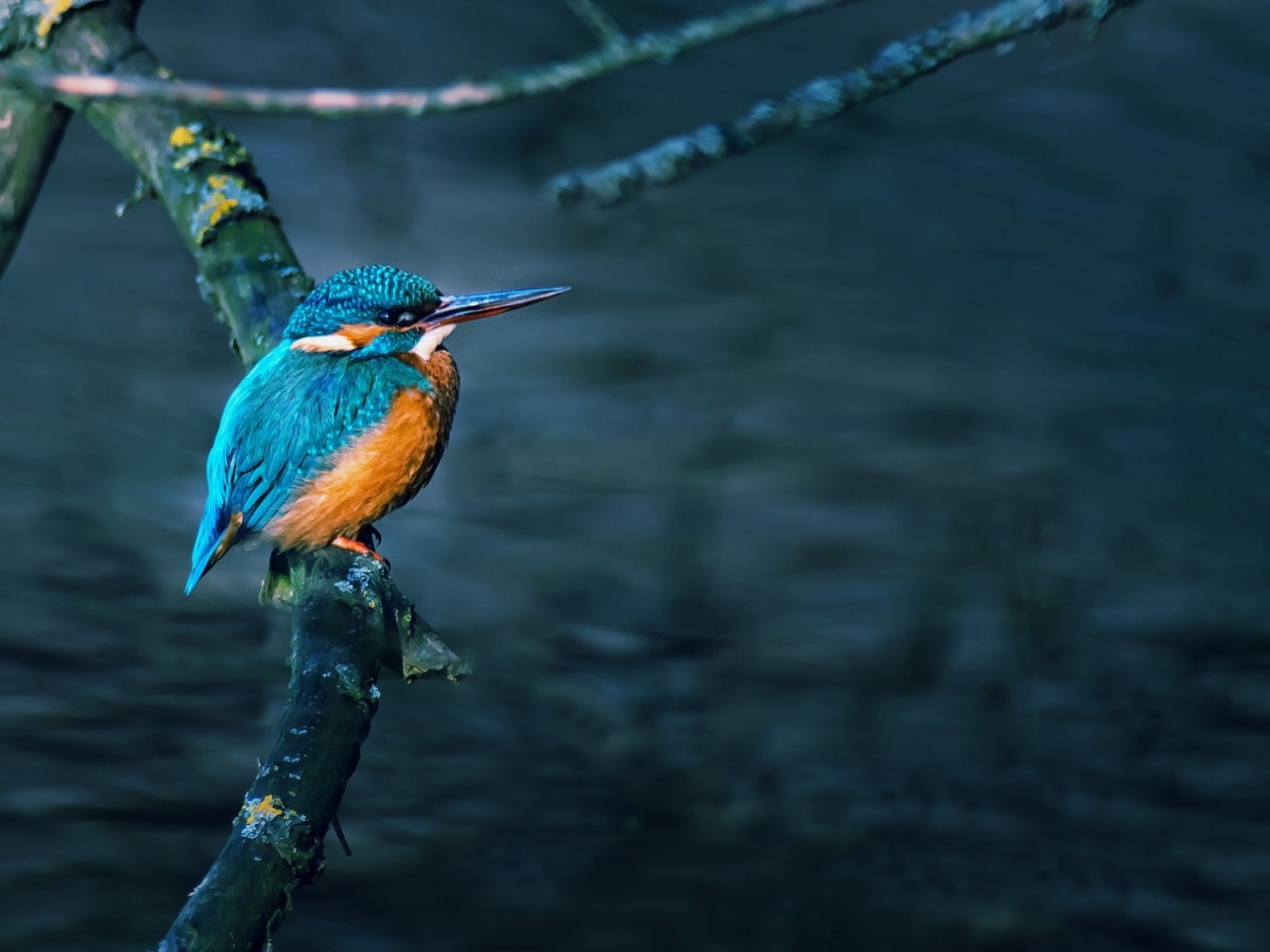 Gorgeous Little Bird for 1280 x 960 resolution