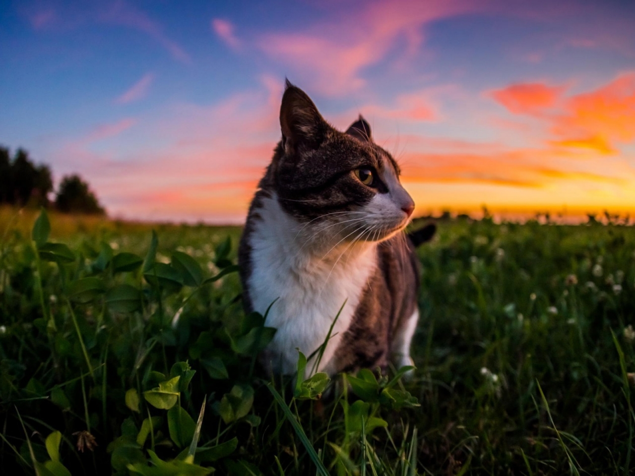 Gorgeous Little Cat and Sunset for 1280 x 960 resolution