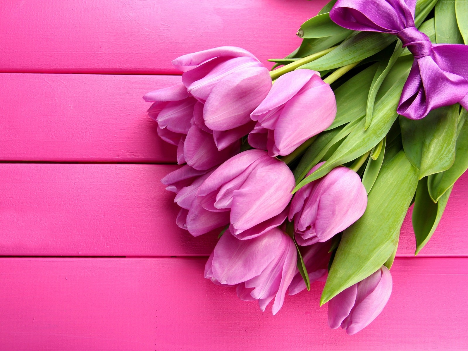 Gorgeous Pink Tulips for 1600 x 1200 resolution