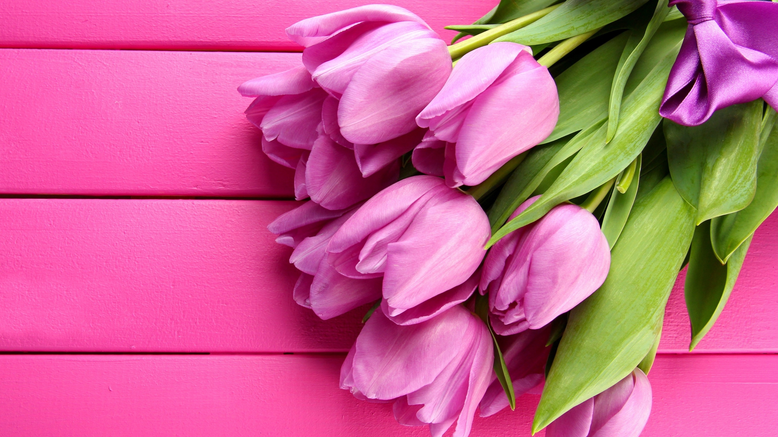 Gorgeous Pink Tulips for 2560x1440 HDTV resolution