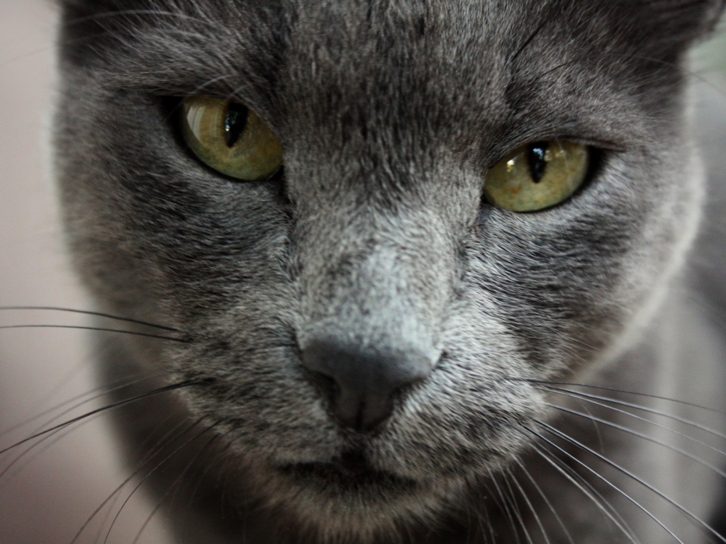 Gorgeous Russian Blue Cat for 1024 x 768 resolution