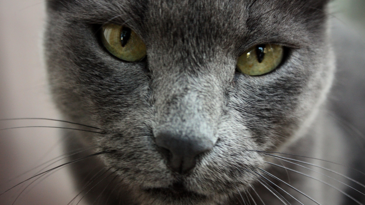 Gorgeous Russian Blue Cat for 1280 x 720 HDTV 720p resolution