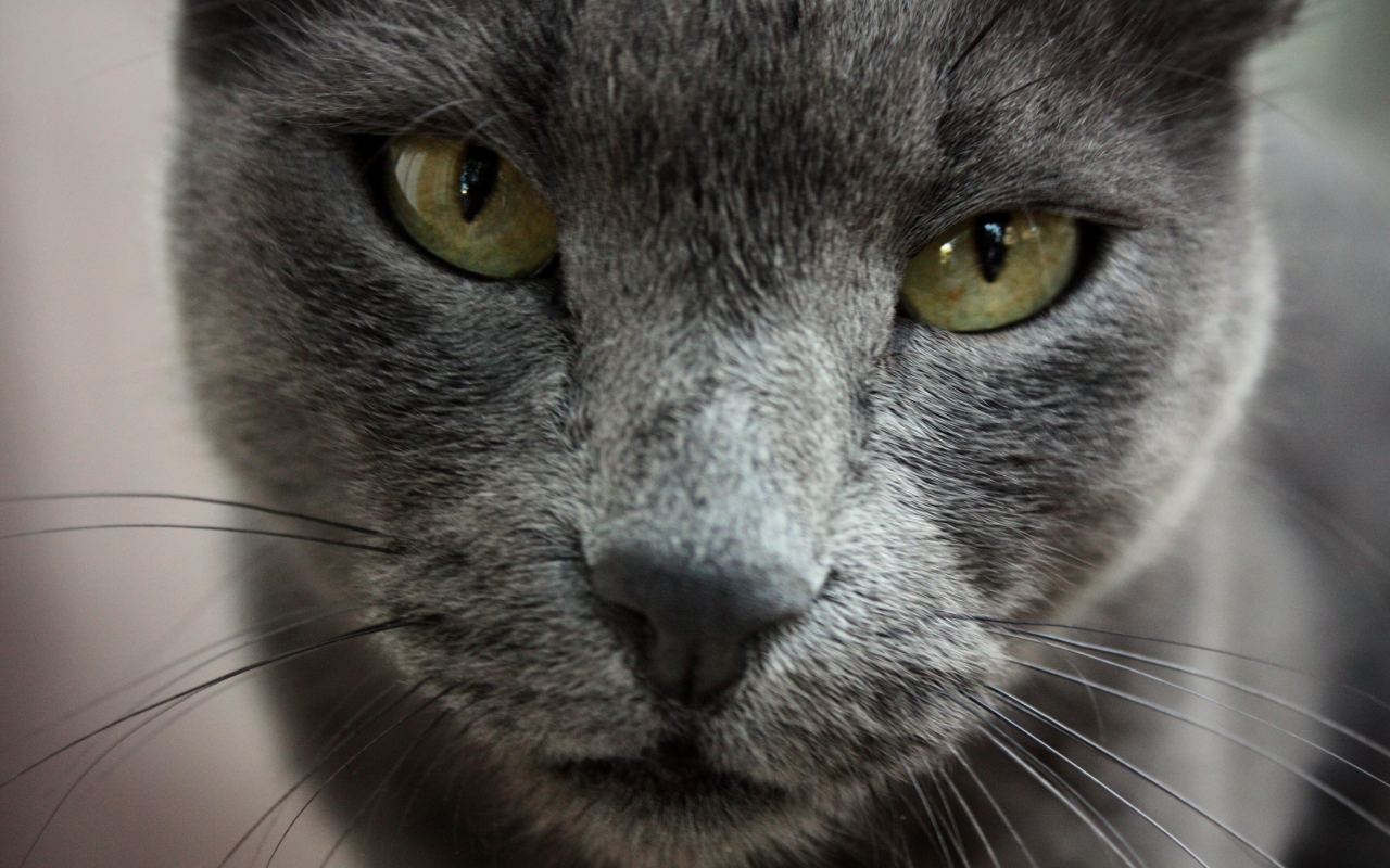 Gorgeous Russian Blue Cat for 1280 x 800 widescreen resolution