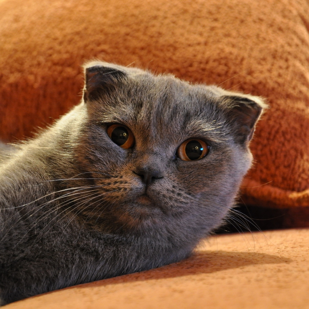 Gorgeous Scottish Fold Cat for 1024 x 1024 iPad resolution