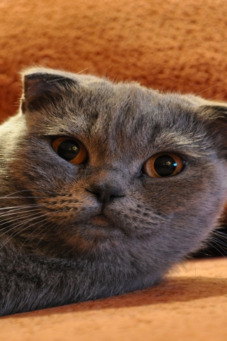 Gorgeous Scottish Fold Cat for 320 x 480 iPhone resolution