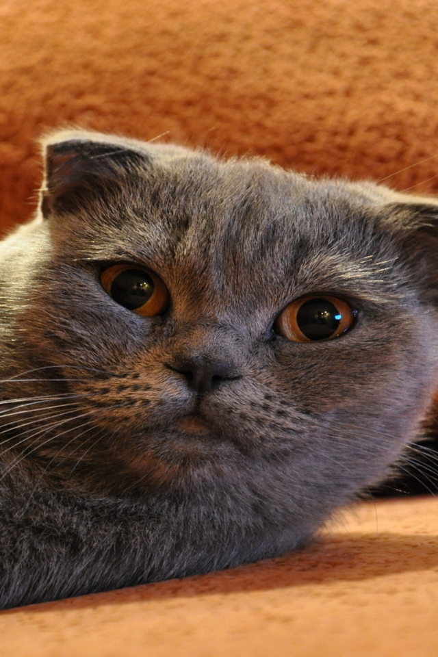 Gorgeous Scottish Fold Cat for 640 x 960 iPhone 4 resolution