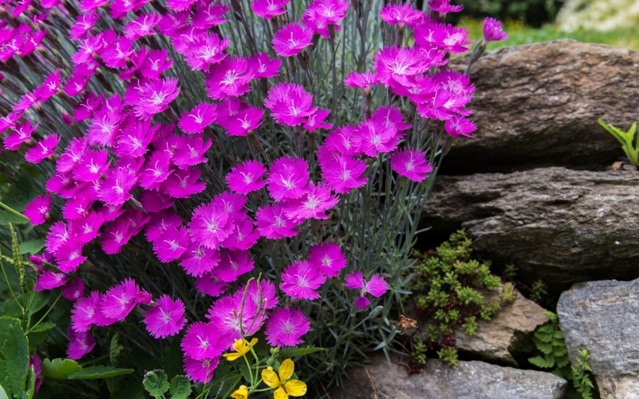 Gorgeous Spring Purple Flowers for 1280 x 800 widescreen resolution