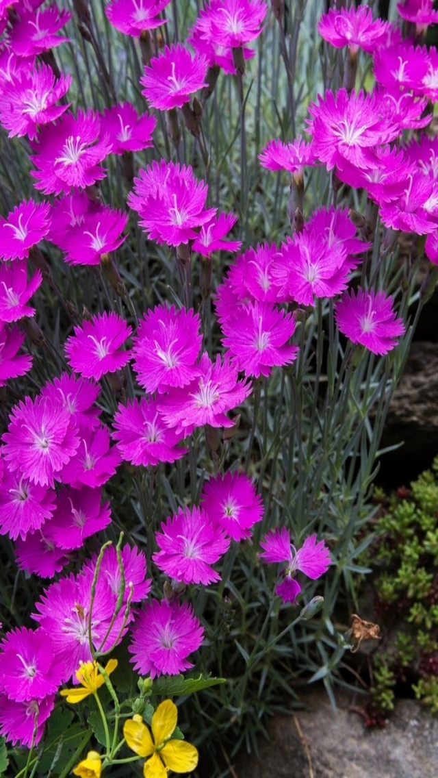 Gorgeous Spring Purple Flowers for 640 x 1136 iPhone 5 resolution