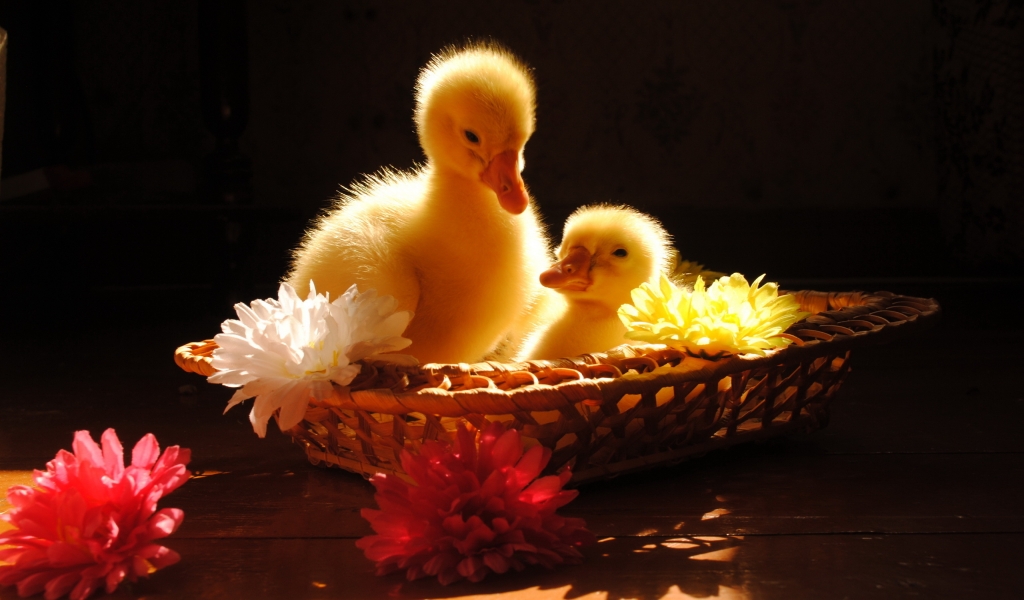 Goslings for 1024 x 600 widescreen resolution