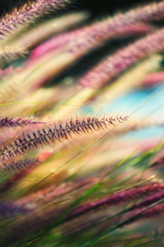 Grass Spikelets  for 320 x 480 iPhone resolution