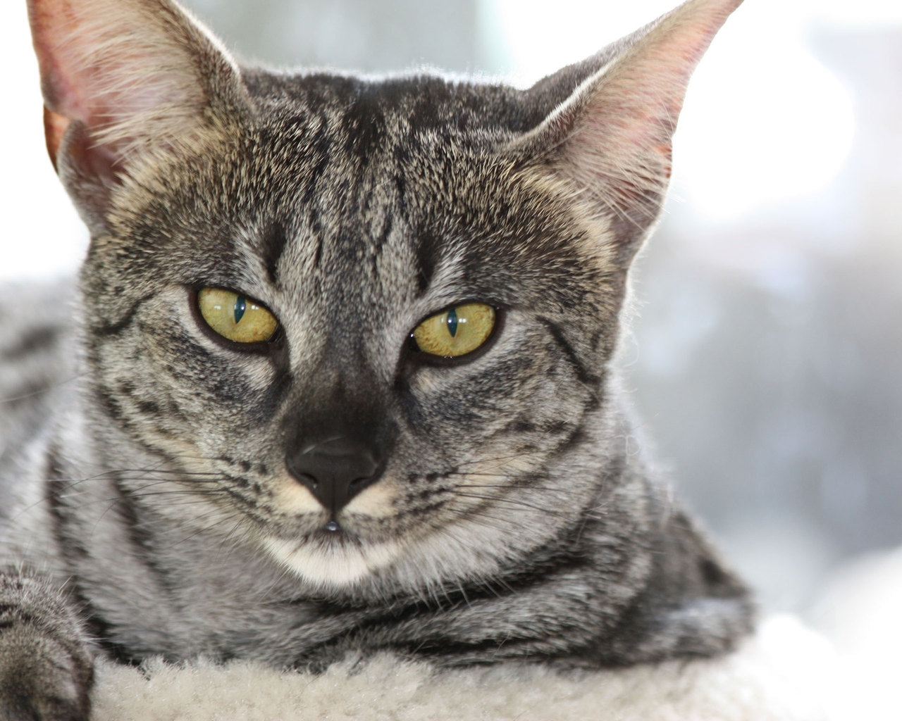 Gray Savannah Cat for 1280 x 1024 resolution