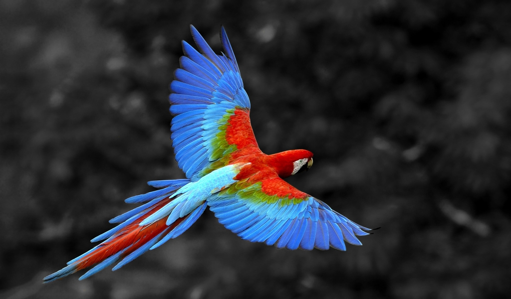 Great Colorful Parrot for 1024 x 600 widescreen resolution