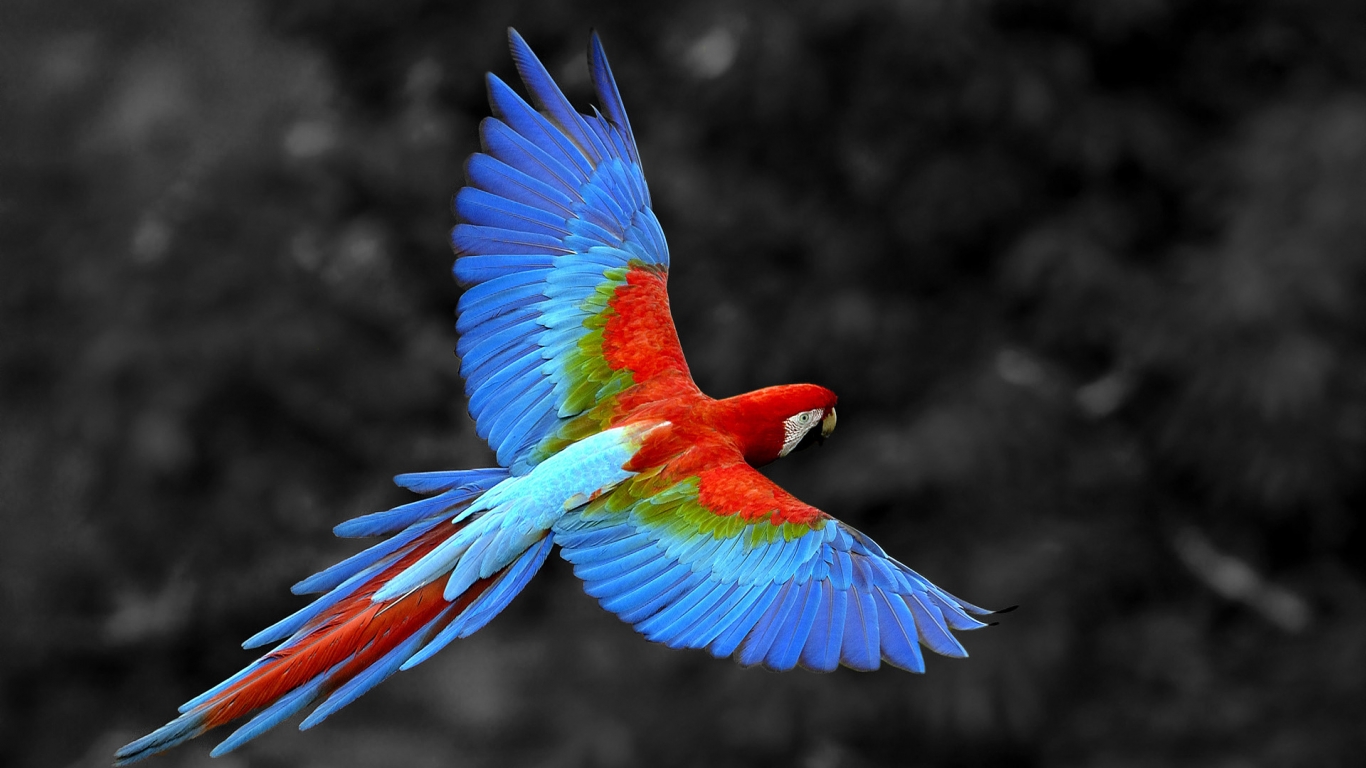Great Colorful Parrot for 1366 x 768 HDTV resolution