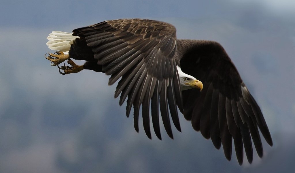 Great Eagle for 1024 x 600 widescreen resolution
