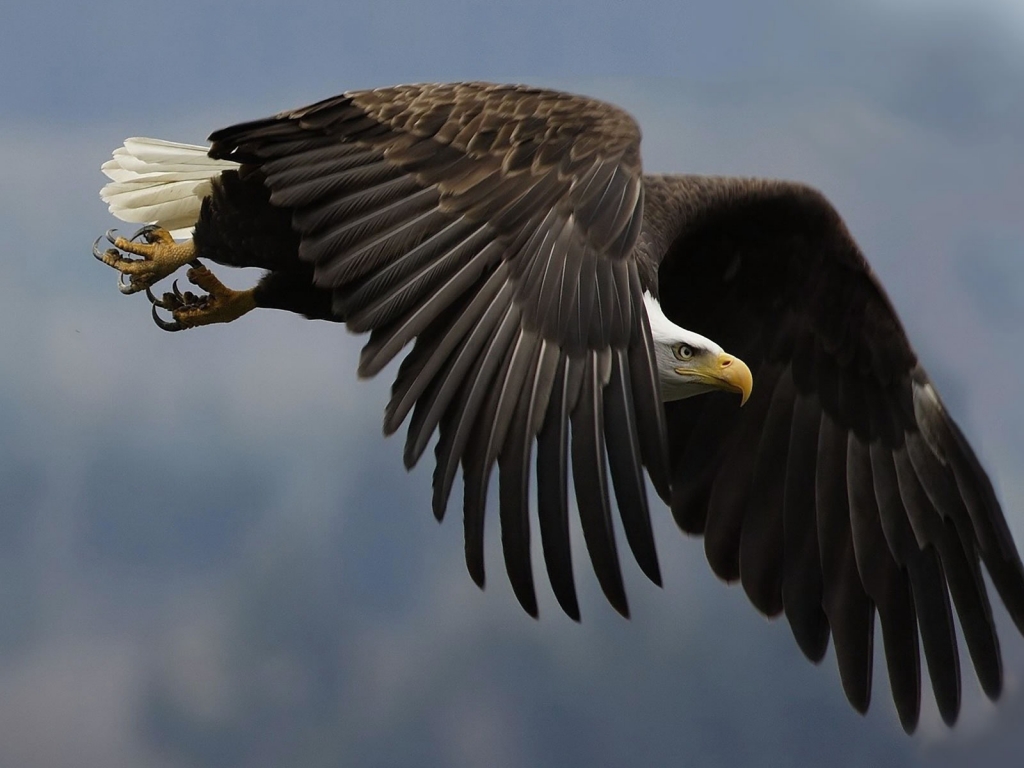 Great Eagle for 1024 x 768 resolution