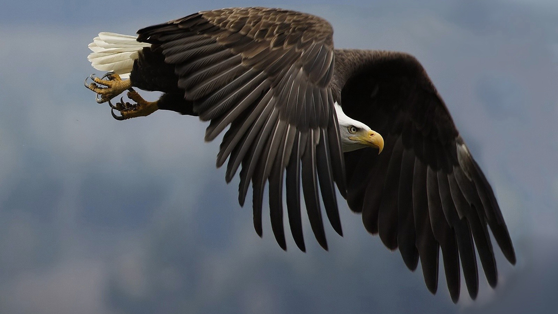 Great Eagle for 1920 x 1080 HDTV 1080p resolution