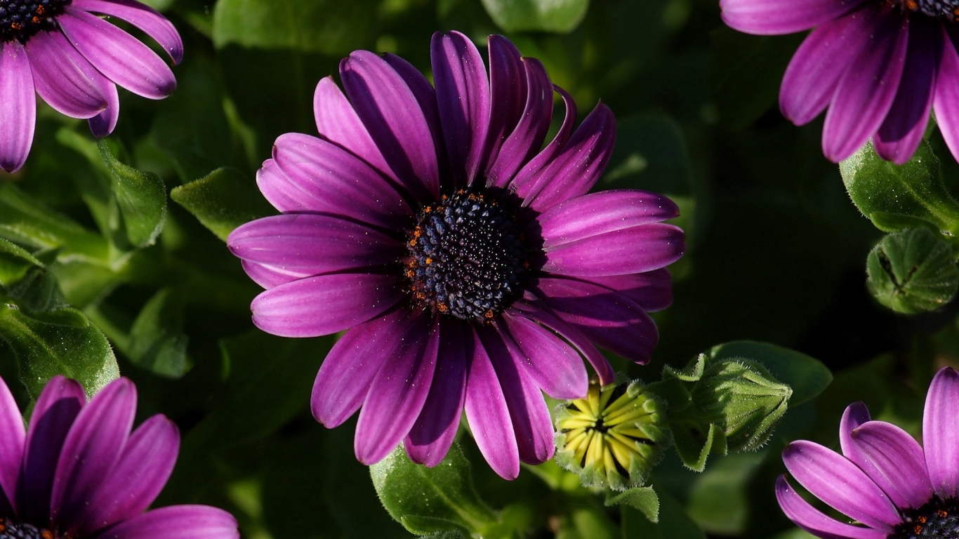 Great Purple Spring Flower for 1366 x 768 HDTV resolution