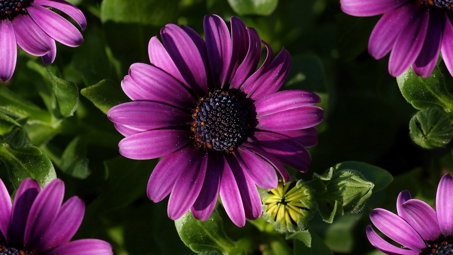 Great Purple Spring Flower for 1536 x 864 HDTV resolution