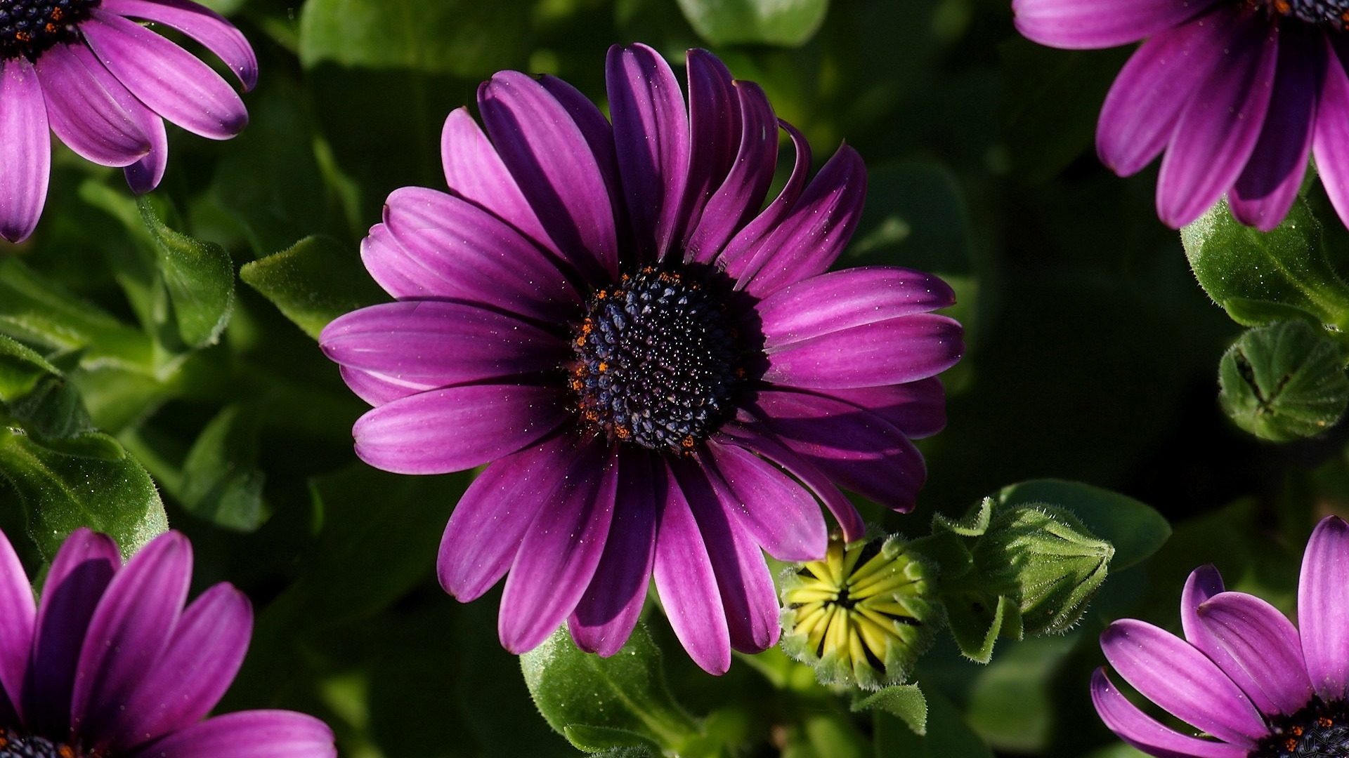 Great Purple Spring Flower for 1920 x 1080 HDTV 1080p resolution