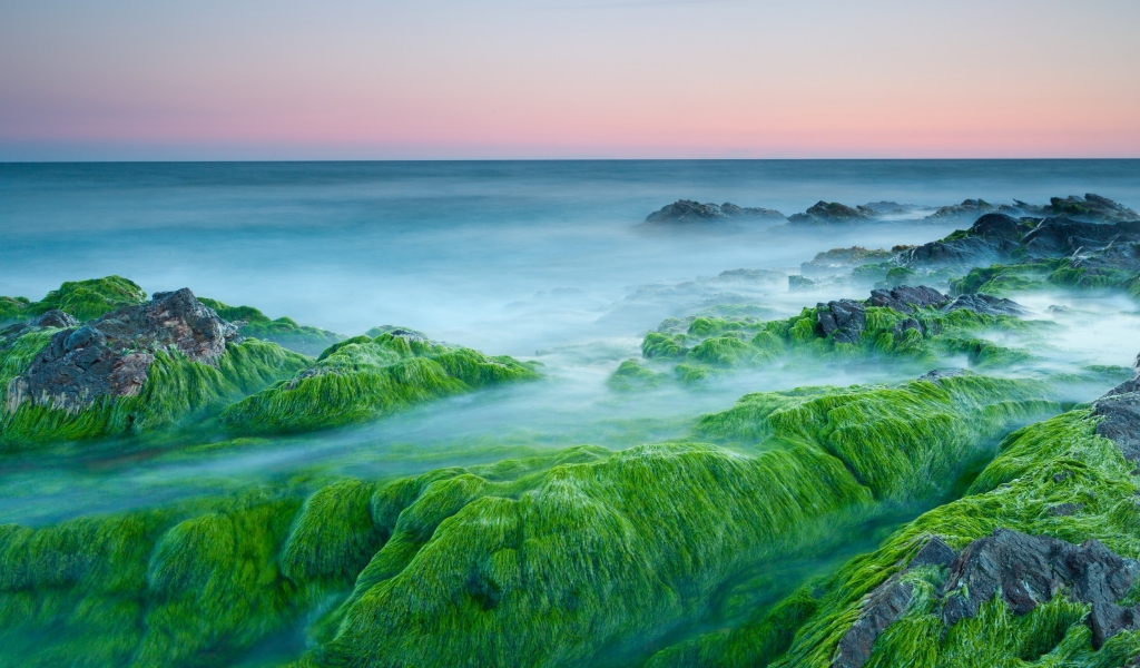 Green Algae On Rocks for 1024 x 600 widescreen resolution