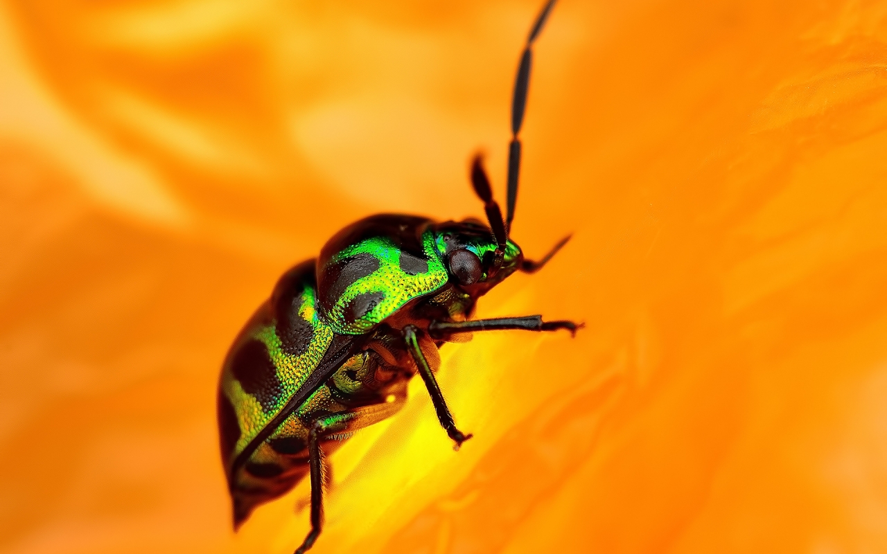 Green Beetle for 1280 x 800 widescreen resolution