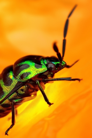 Green Beetle for 320 x 480 iPhone resolution