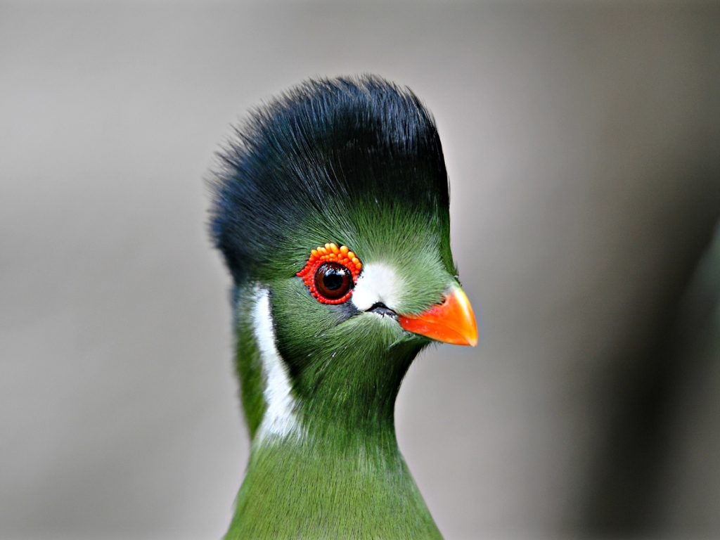 Green Bird Close Up for 1024 x 768 resolution