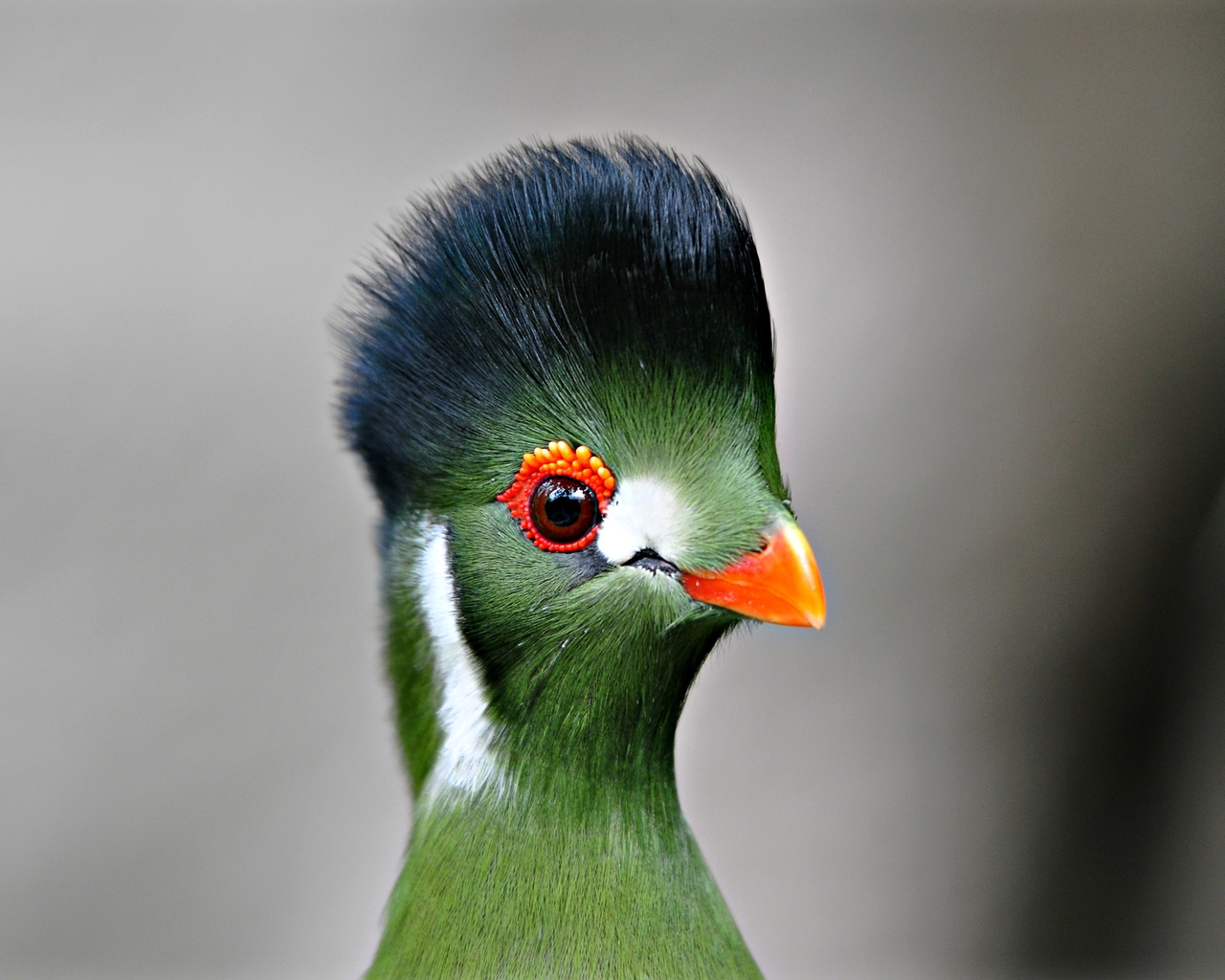 Green Bird Close Up for 1280 x 1024 resolution