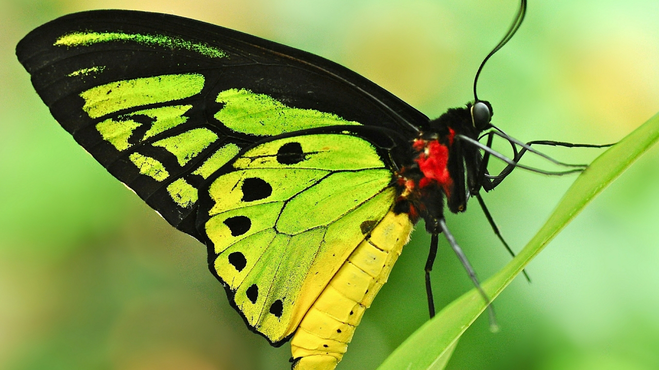 Green Butterfly for 1280 x 720 HDTV 720p resolution