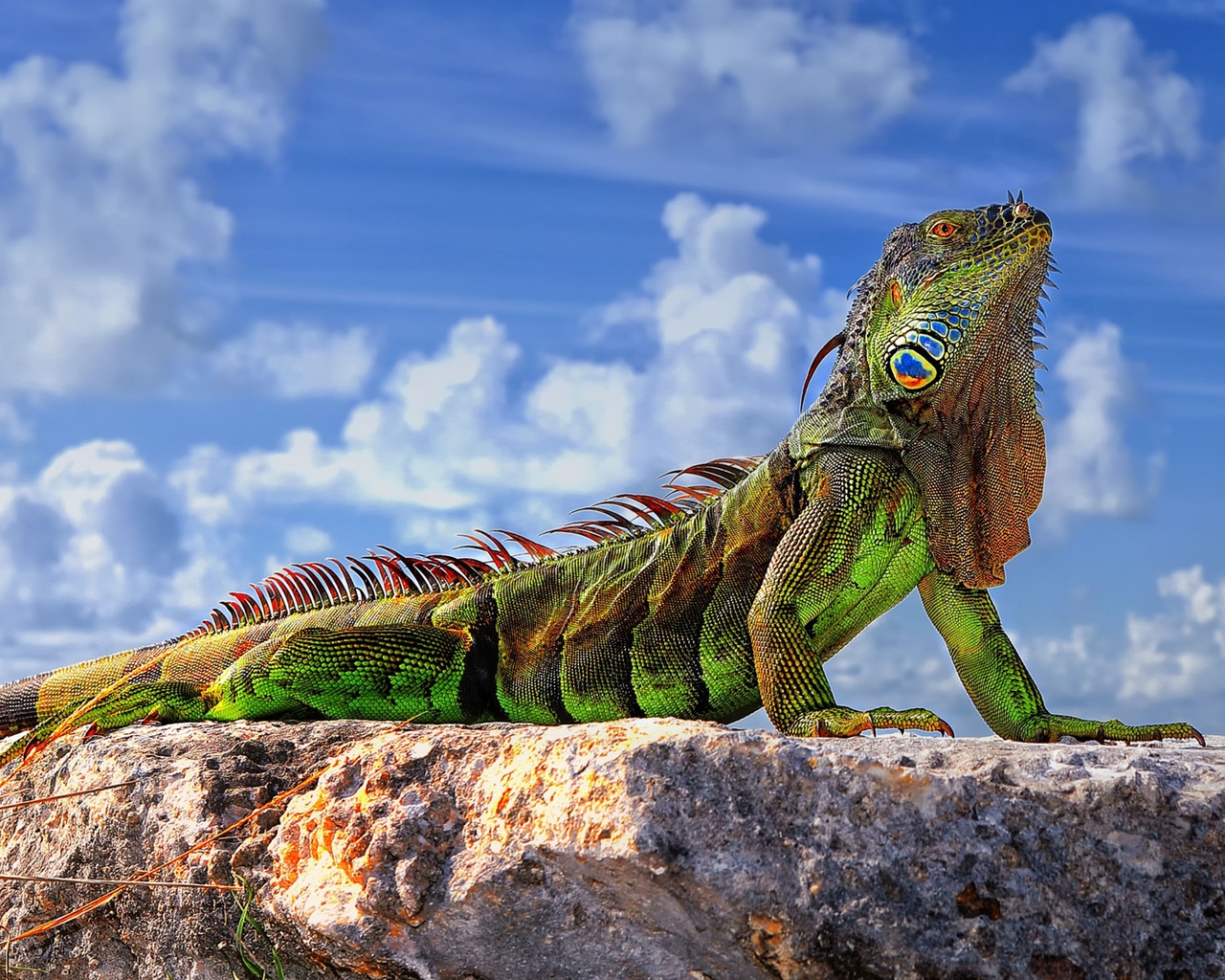 Green Iguana  for 1280 x 1024 resolution