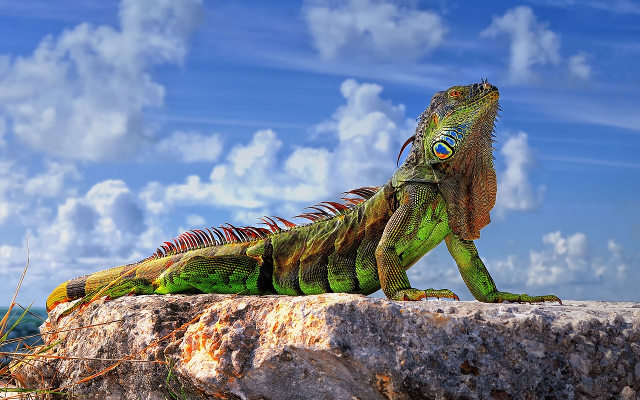 Green Iguana  for 1280 x 800 widescreen resolution