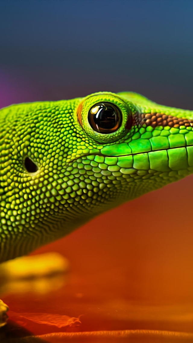 Green Lizard for 640 x 1136 iPhone 5 resolution