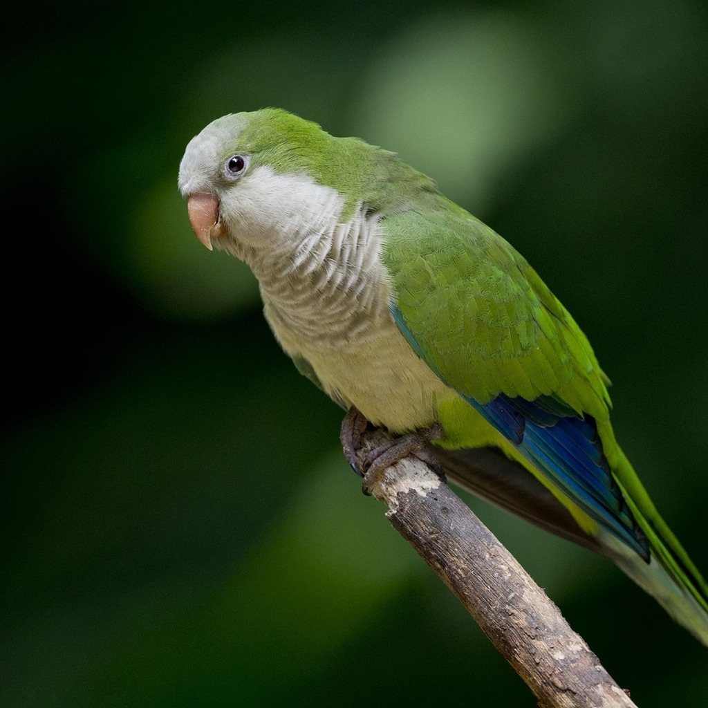 Green Parrot  for 1024 x 1024 iPad resolution
