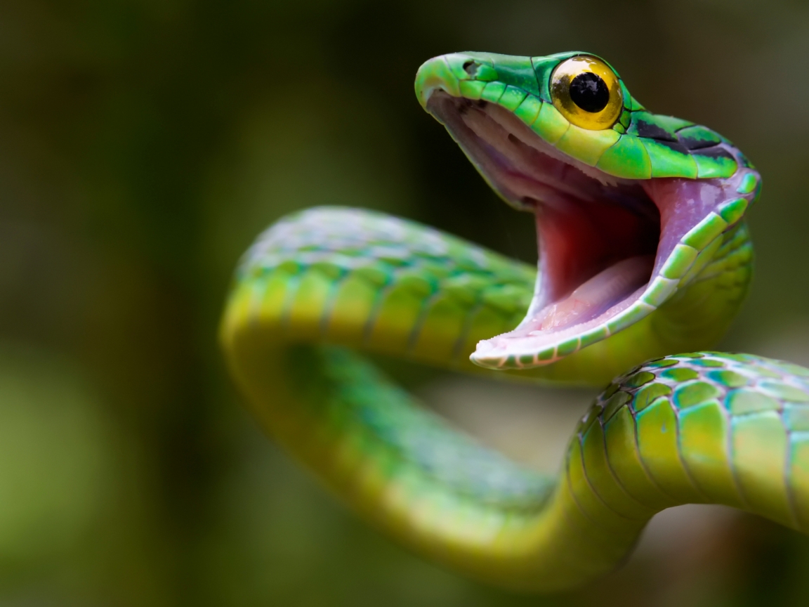 Green Snake Attack for 1152 x 864 resolution