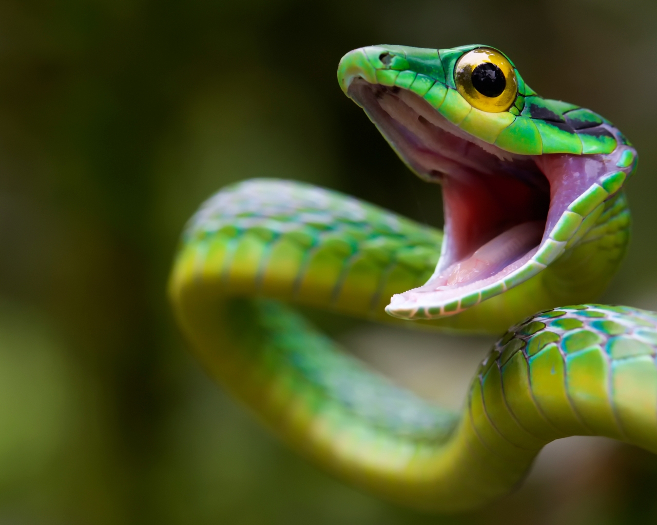 Green Snake Attack for 1280 x 1024 resolution
