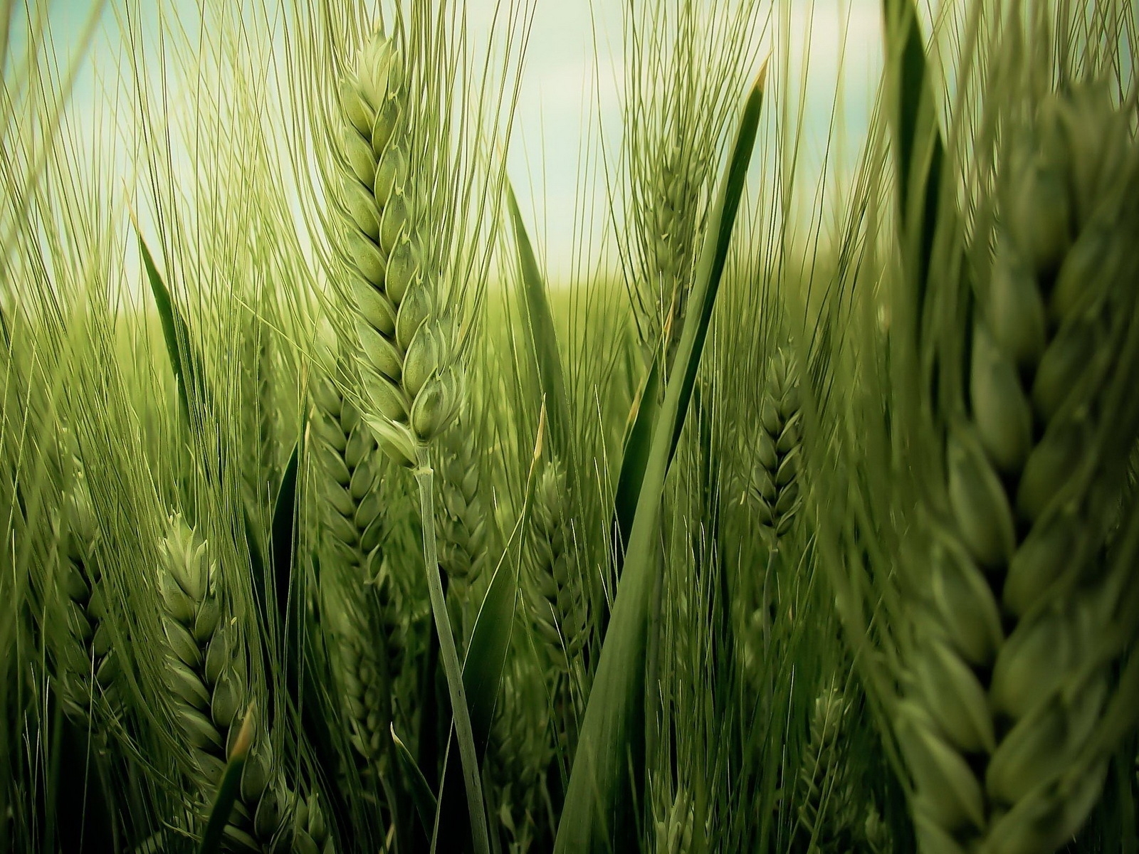 Green Wheat Field for 1600 x 1200 resolution