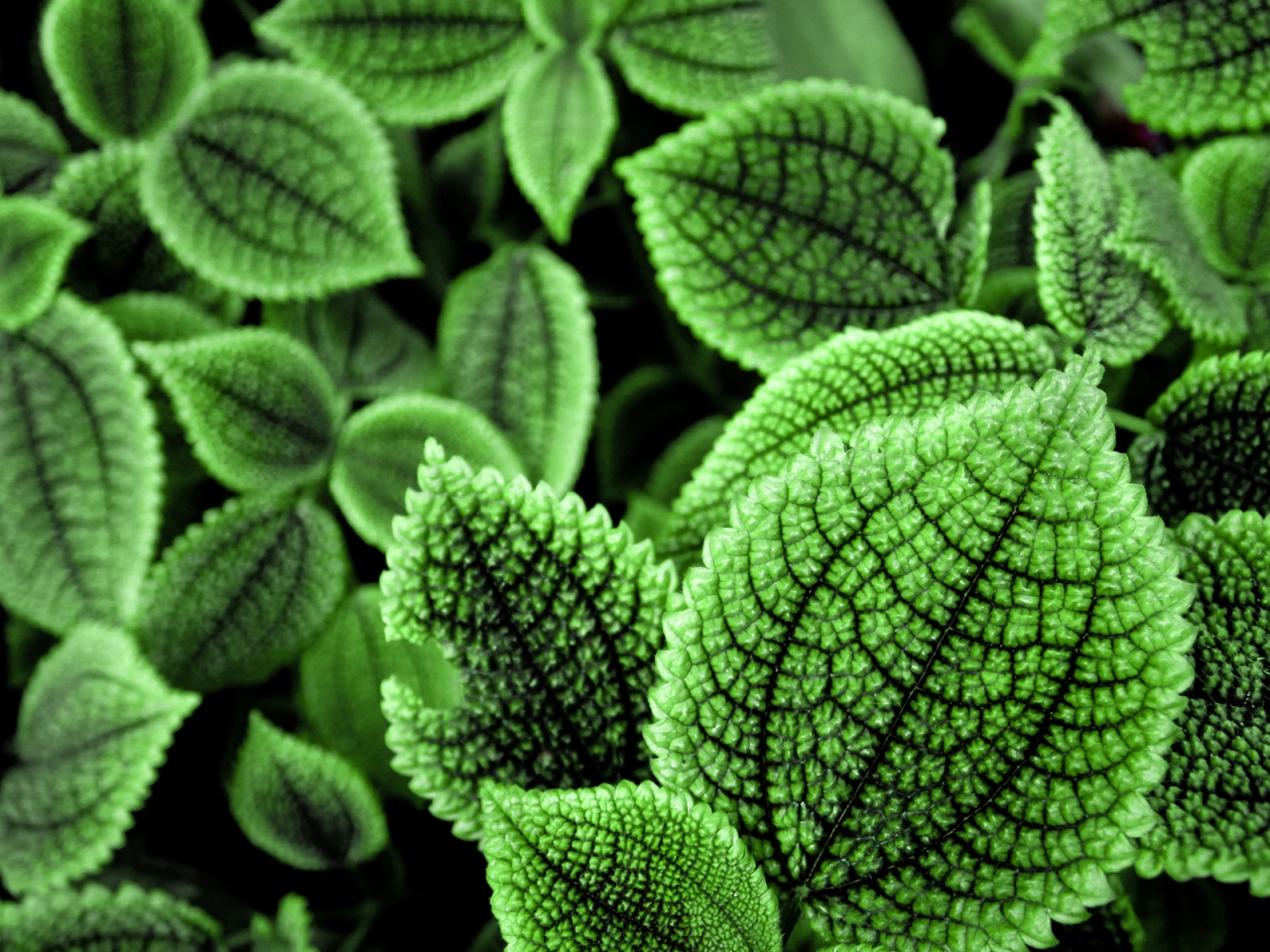 Green World leaf for 1280 x 960 resolution