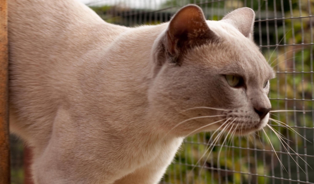 Grown British Burmese Cat for 1024 x 600 widescreen resolution