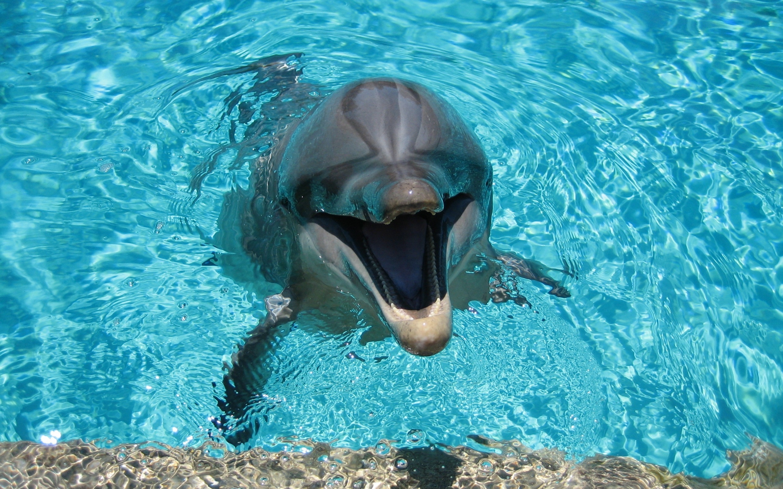 Happy Dolphin for 2560 x 1600 widescreen resolution
