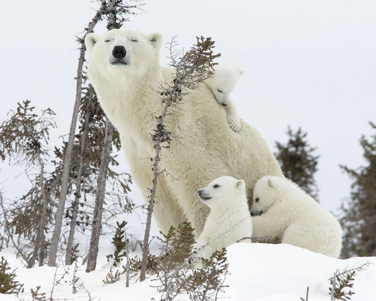 Happy Polar Bear Family for 1280 x 1024 resolution