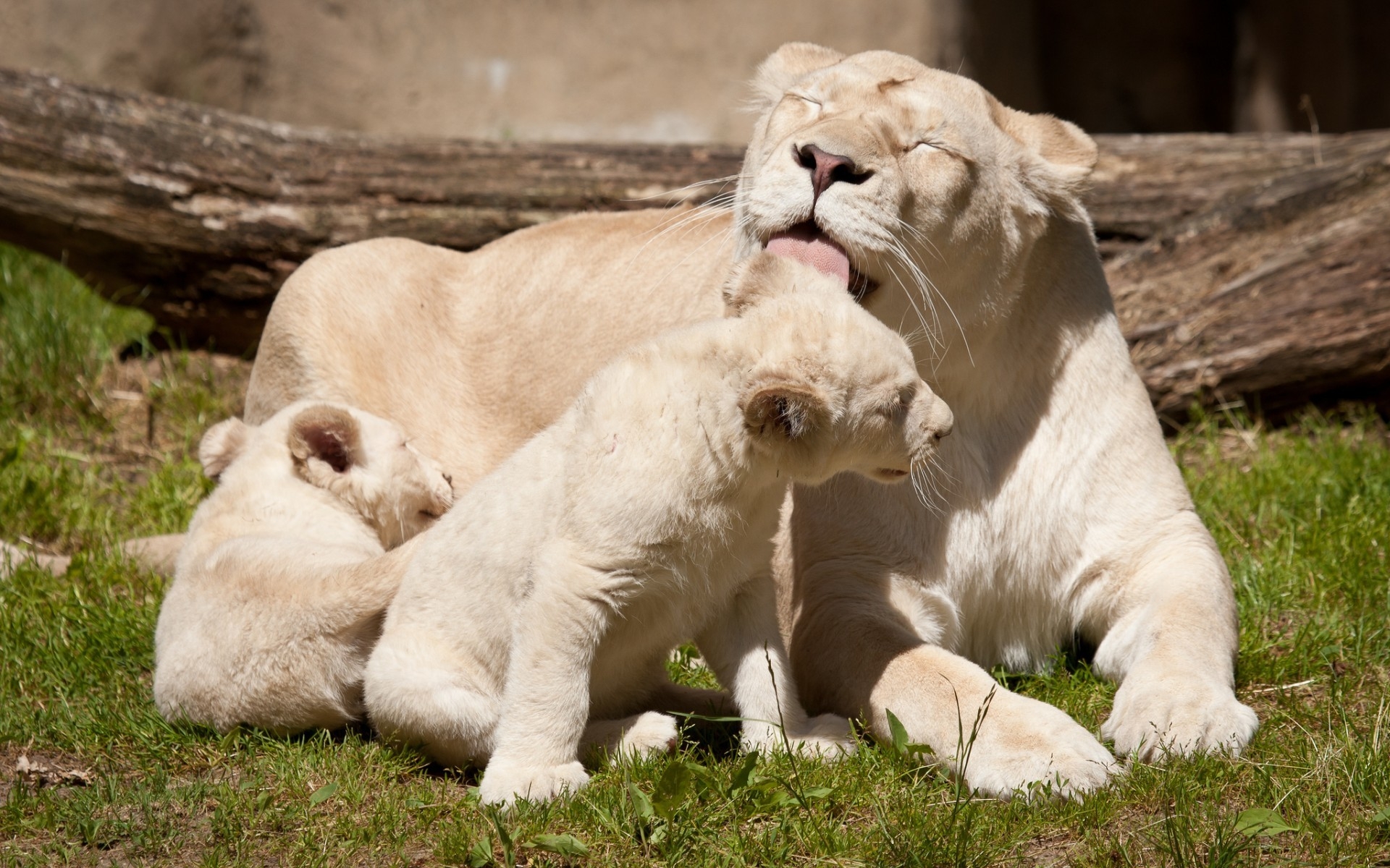 Happy White Lions Family for 1920 x 1200 widescreen resolution